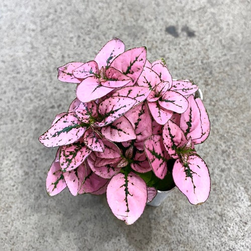 Hypoestes pink (polka dot plant) Starter Plant (ALL STARTER PLANTS require you to purchase 2 plants!)