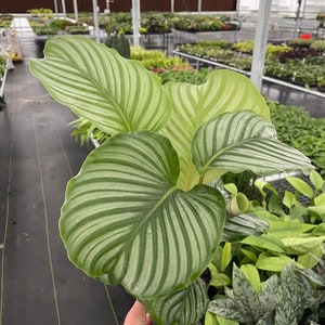 Calathea orbifolia 4” pot (ALL PLANTS require you to purchase 2 plants!)