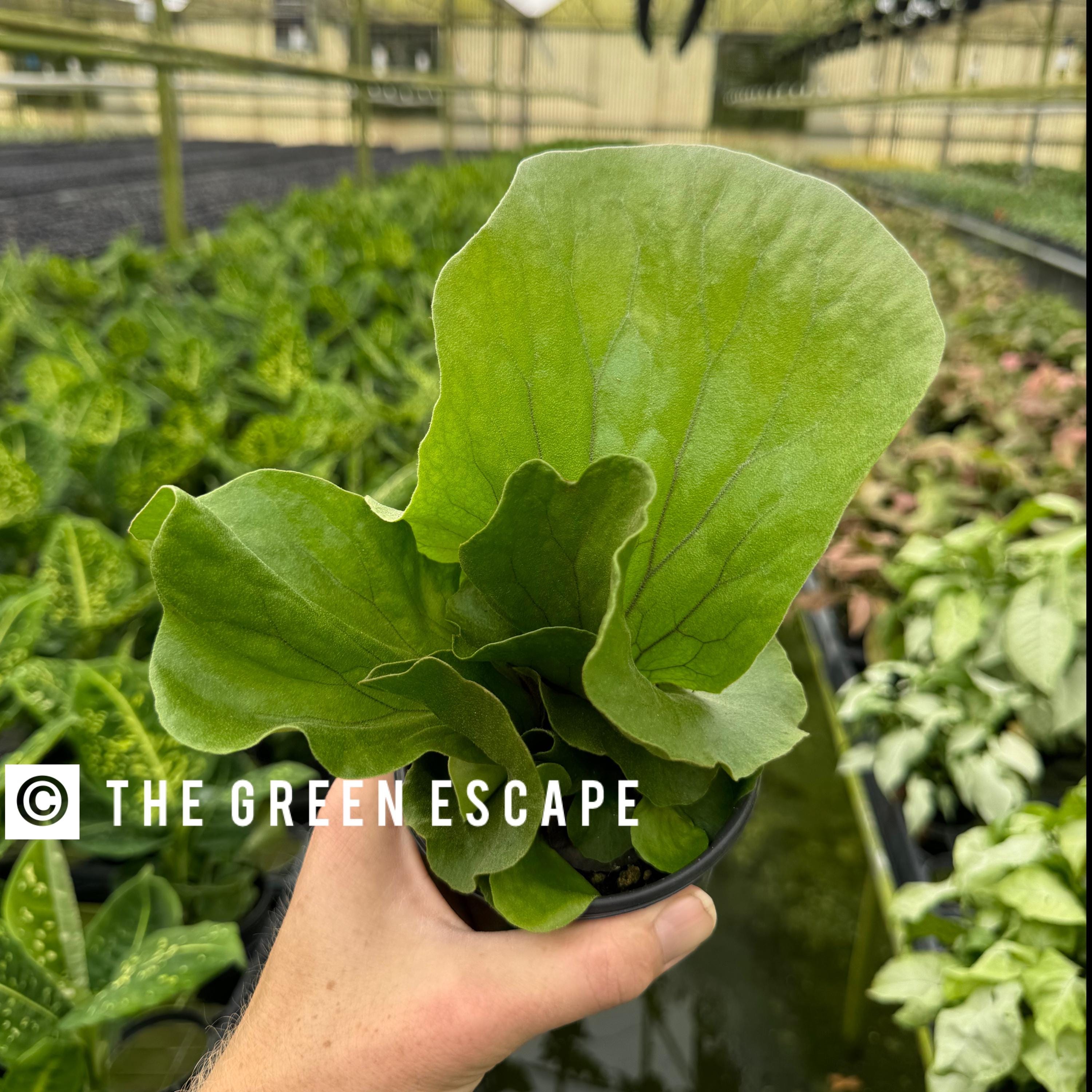 Platycerium Ridleyi - Etsy