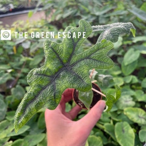 May include: A close-up of a green Alocasia plant with a large, textured leaf. The leaf has prominent dark veins and a unique shape. The plant is in a small pot. The text "THE GREEN ESCAPE" is in the image.
