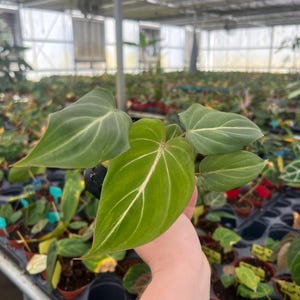 Philodendron Gloriosum en maceta de 4 pulgadas (¡Para comprar TODAS las plantas se requieren 2 plantas!)