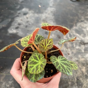 Begonia klemmei 4 pot ALL PLANTS require you to purchase 2 plants image 7