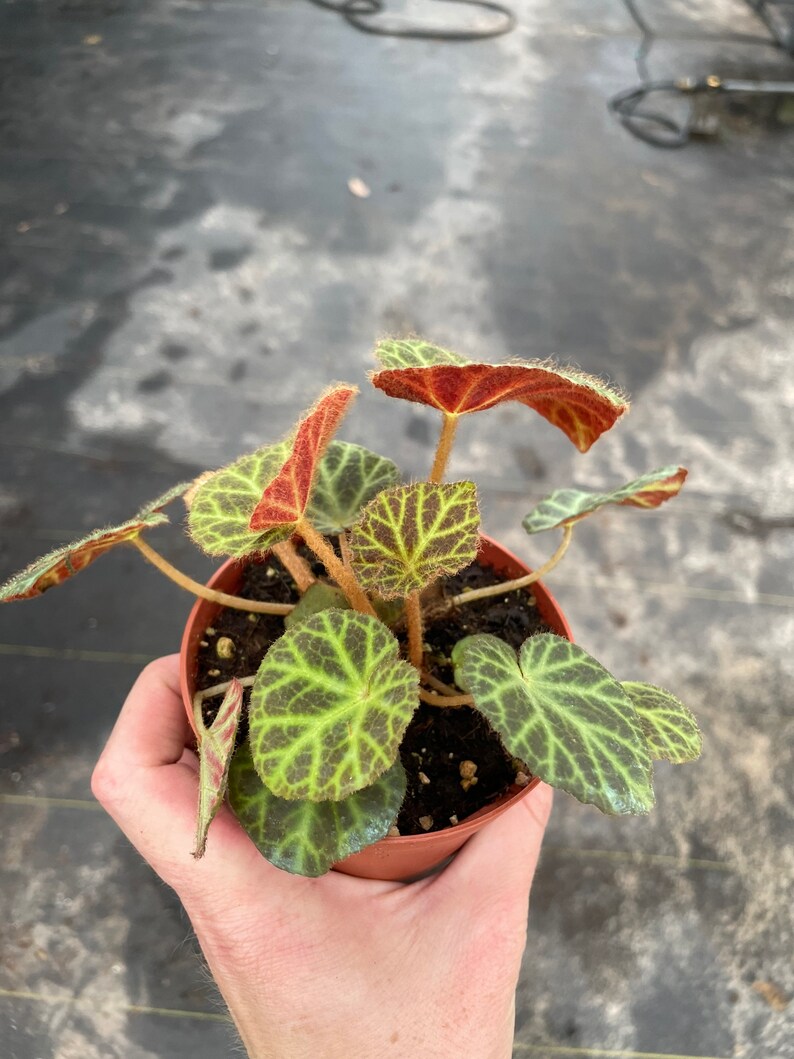 Begonia klemmei 4 pot ALL PLANTS require you to purchase 2 plants image 7