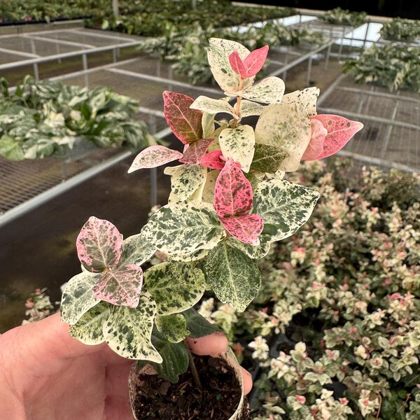 Snow-n-summer jasmine Starter Plant (ALL STARTER PLANTS require you to purchase 2 plants!)