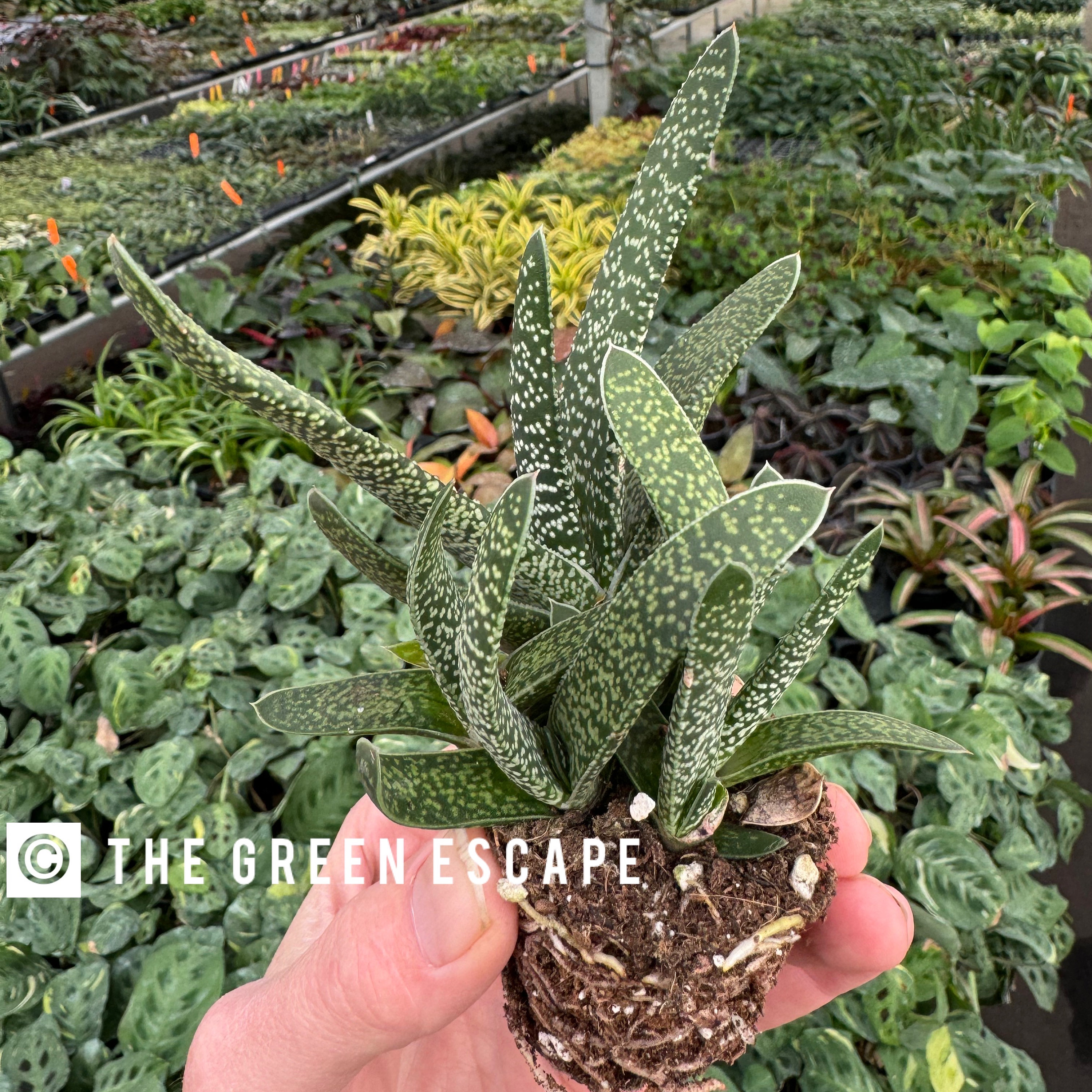 Gasteria caranata Starter Plant (ALL STARTER PLANTS require you to purchase 2 plants!)