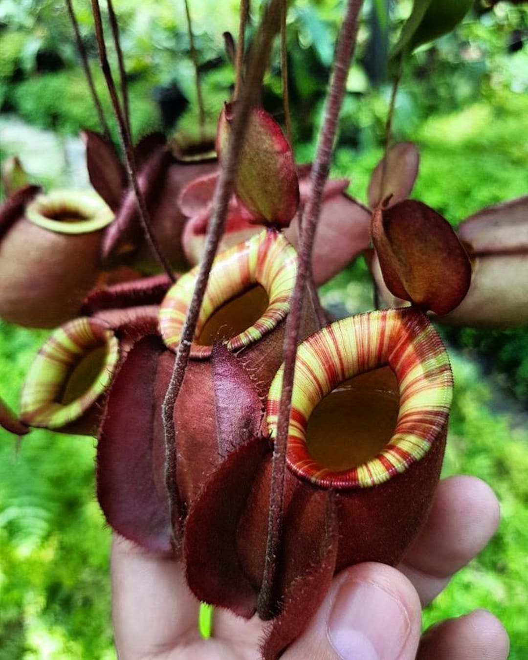 Viking X Ampullaria Black Miracle Starter Plant (ALL STARTER