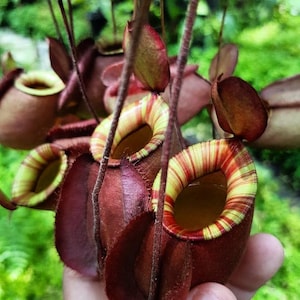 Viking X Ampullaria Black Miracle Starter Plant (ALL STARTER