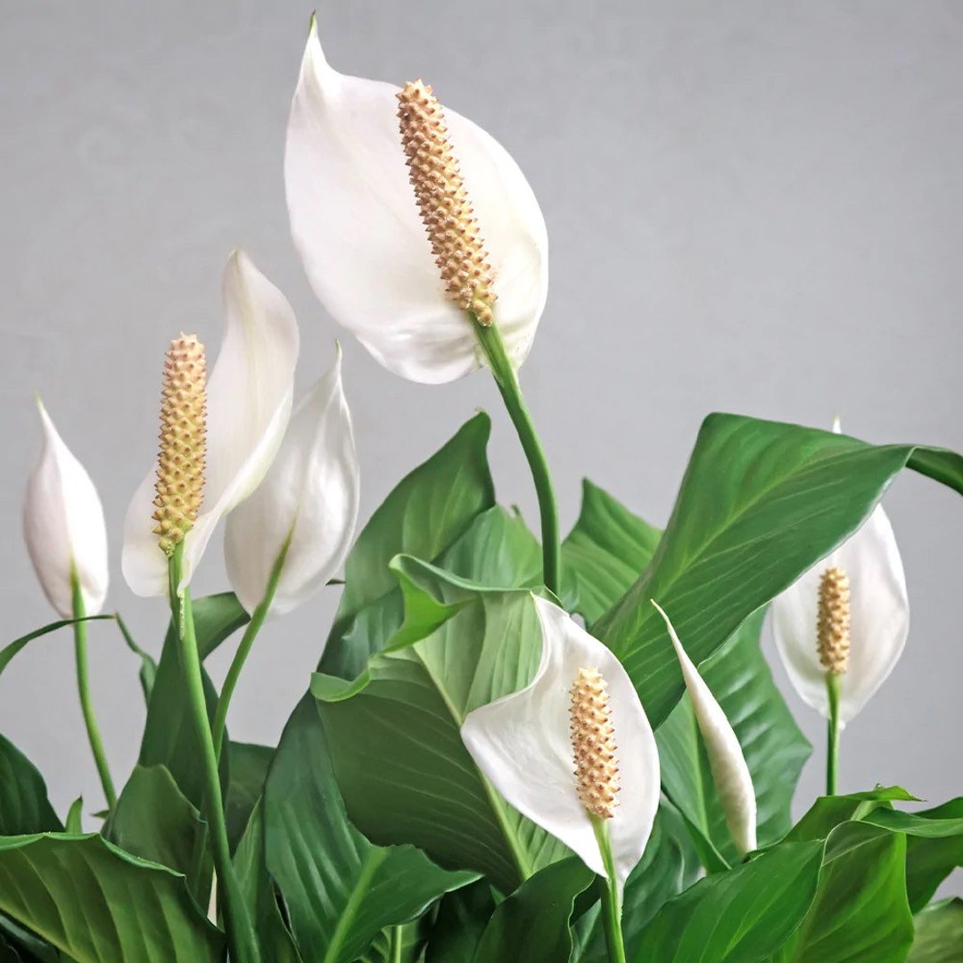 Peace Lily Starter Plant ALL STARTER PLANTS Require You to Purchase 2 Plants