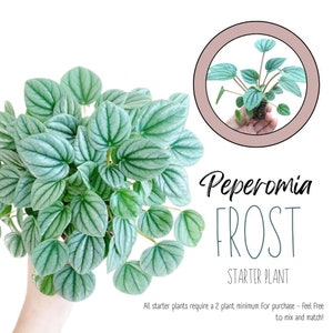 Peperomia Frost Starter Plant (ALL STARTER PLANTS require you to purchase 2 plants!)