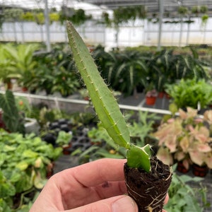 Puede incluir: Primer plano de una peque&ntilde;a planta de cactus de fruta de drag&oacute;n con un solo tallo verde y ra&iacute;ces visibles. La planta est&aacute; en maceta en una maceta biodegradable marr&oacute;n y sostenida en la mano de una persona.