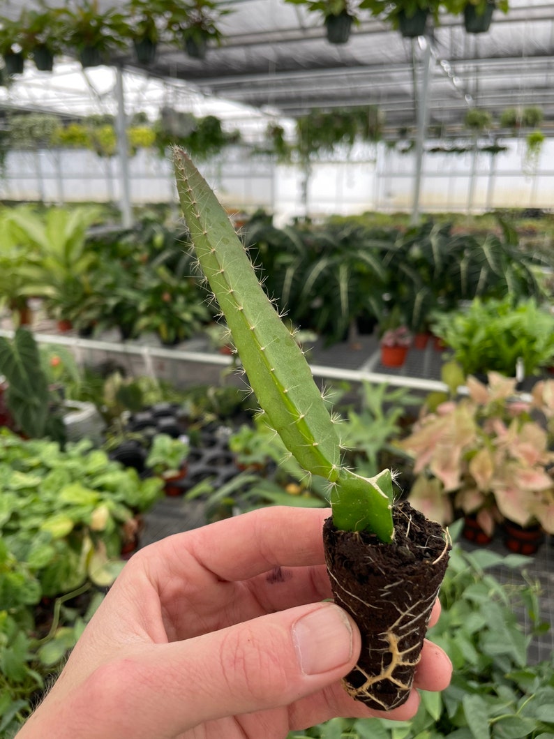 Puede incluir: Primer plano de una peque&ntilde;a planta de cactus de fruta de drag&oacute;n con un solo tallo verde y ra&iacute;ces visibles. La planta est&aacute; en maceta en una maceta biodegradable marr&oacute;n y sostenida en la mano de una persona.