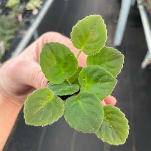 Scandal African Violet Starter Plant (ALL Starter PLANTS Require You to