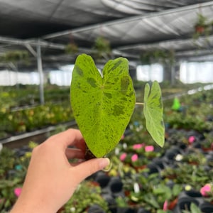 Puede incluir: Primer plano de una hoja de Caladium con forma de coraz&oacute;n, que muestra un tono verde vibrante salpicado de manchas verdes oscuras y marrones. La hoja se sostiene frente a un fondo de invernadero lleno de plantas.