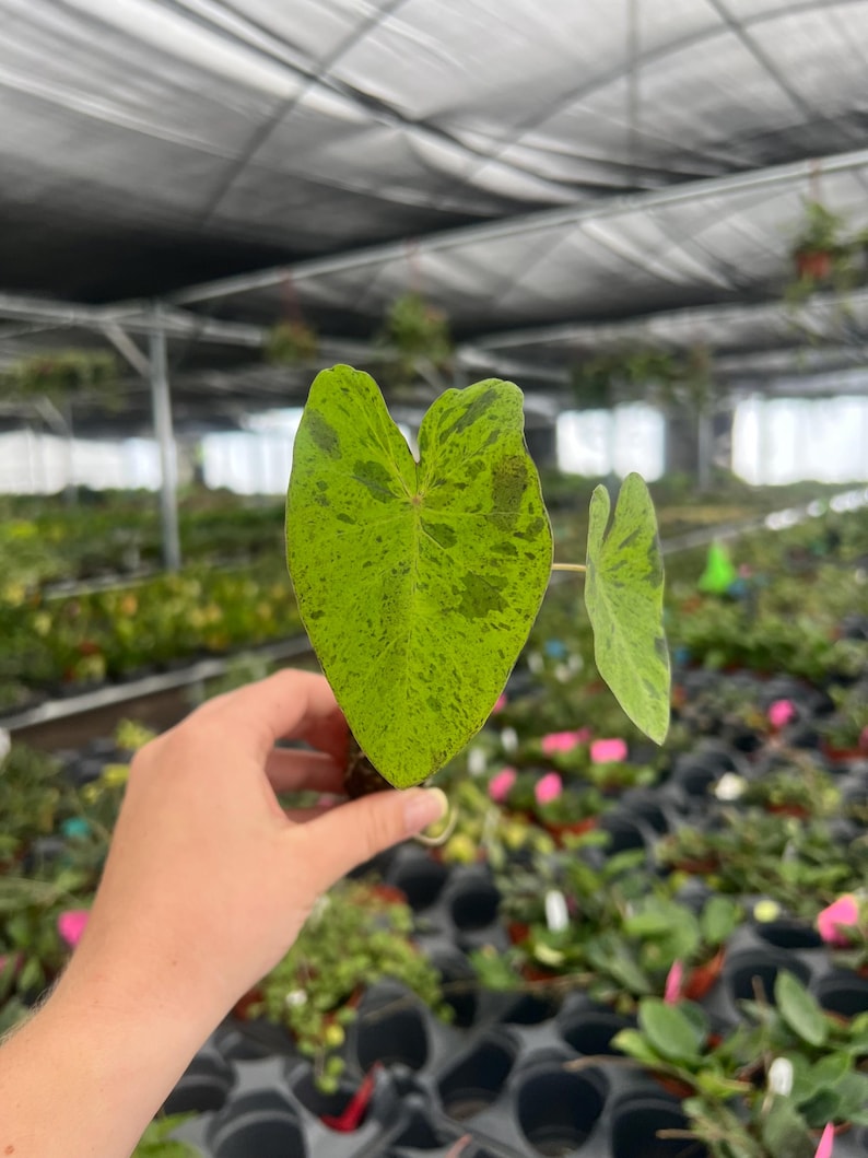 Puede incluir: Primer plano de una hoja de Caladium con forma de coraz&oacute;n, que muestra un tono verde vibrante salpicado de manchas verdes oscuras y marrones. La hoja se sostiene frente a un fondo de invernadero lleno de plantas.
