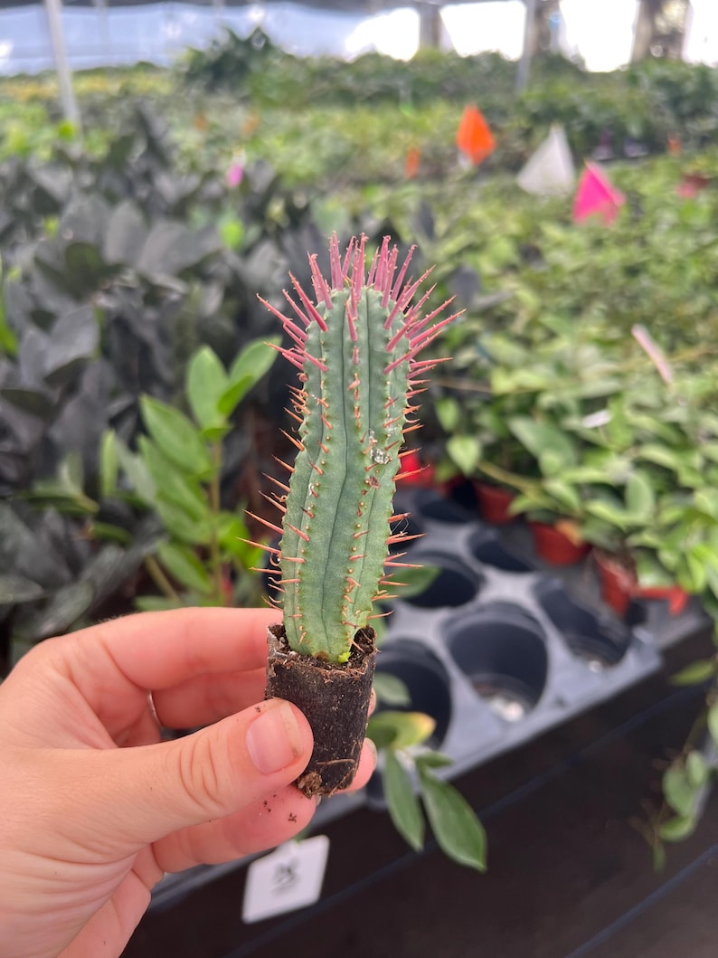 TheGreenEscape Euphorbia ferox - Thumbnail 4