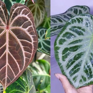 A*P様 Anthurium crystallinum✖️silver tige Anthurium (SKG Silver X Red Crystallinum) X Anthurium