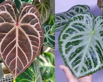 172 magnificum Silver マグニフィカムシルバー Anthurium magnificum 'Silver' - online at Foliage Factory