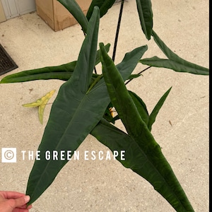 Alocasia Tigrina Superba Starter Plant (ALL STARTER PLANTS require you to purchase 2 plants!)