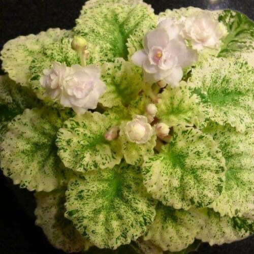 VAT Pulsar African Violet Starter Plant ALL Starter PLANTS Etsy