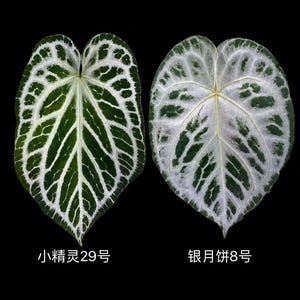 May include: Two heart-shaped leaves with prominent white veining against a dark green background. The left leaf is labeled with the text "小精灵29号" and the right leaf is labeled with the text "银月饼8号". Both leaves display a distinct, intricate pattern of light-colored veins.