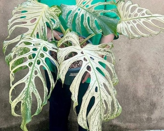 Monstera Devil Monster Tissue Culture growers choice (ALL PLANTS require you to purchase 2 plants!)