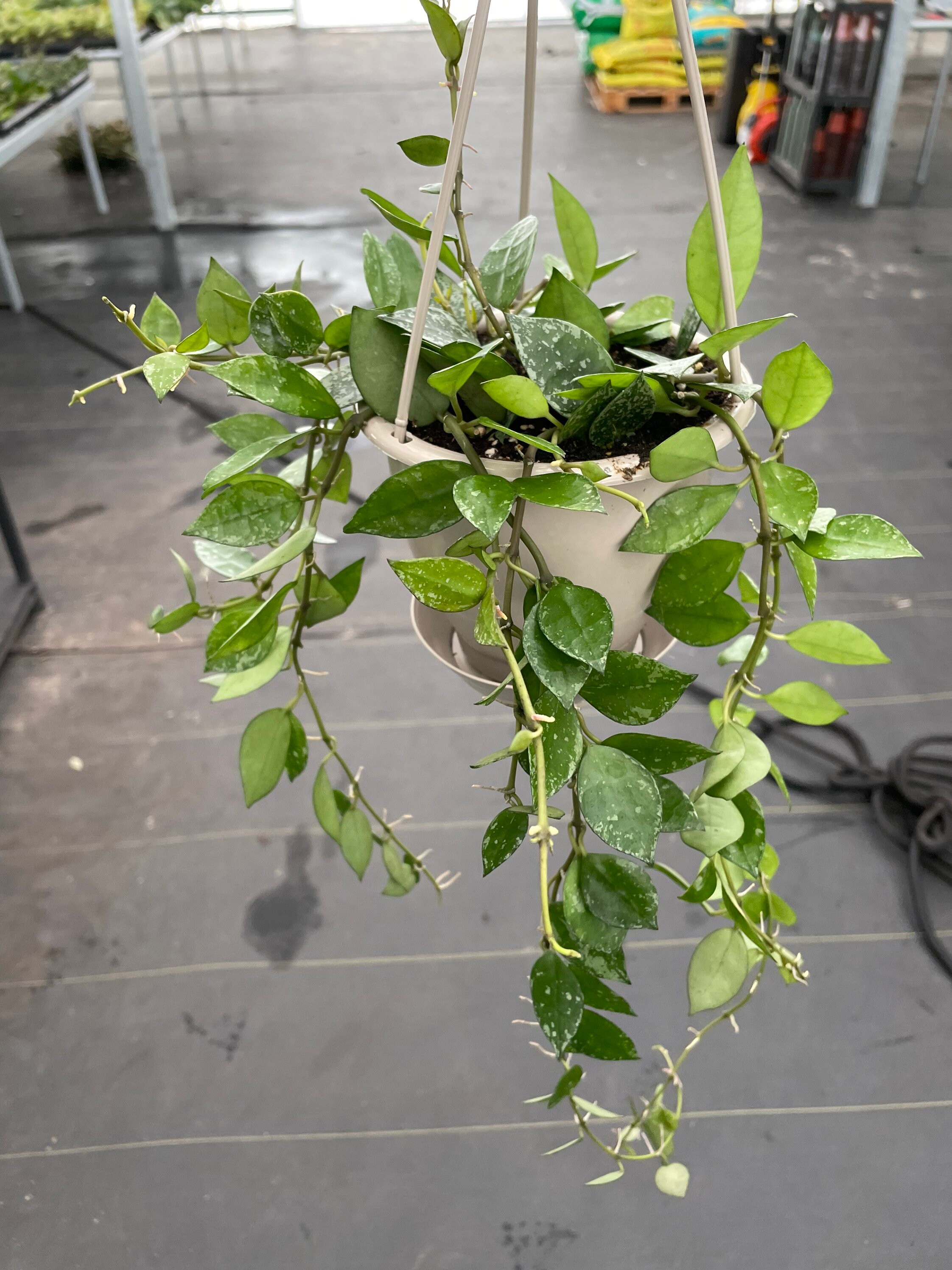 Hoya Krohniana Splash 5 Hanging Baskets ALL PLANTS Require - Etsy