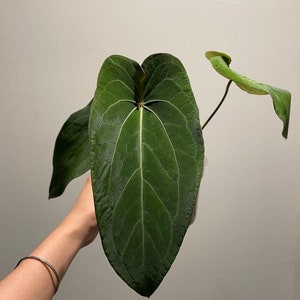 Anthurium papillilaminum x forgetii (Indonesia origin) Starter Plant (ALL STARTER PLANTS require you to purchase 2 plants!)