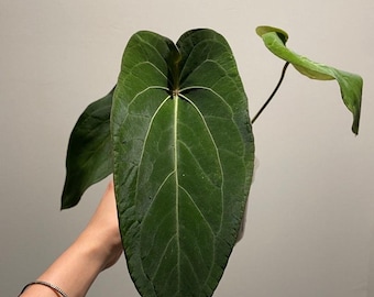 Anthurium papillilaminum x forgetii (Indonesia origin) Starter Plant (ALL STARTER PLANTS require you to purchase 2 plants!)