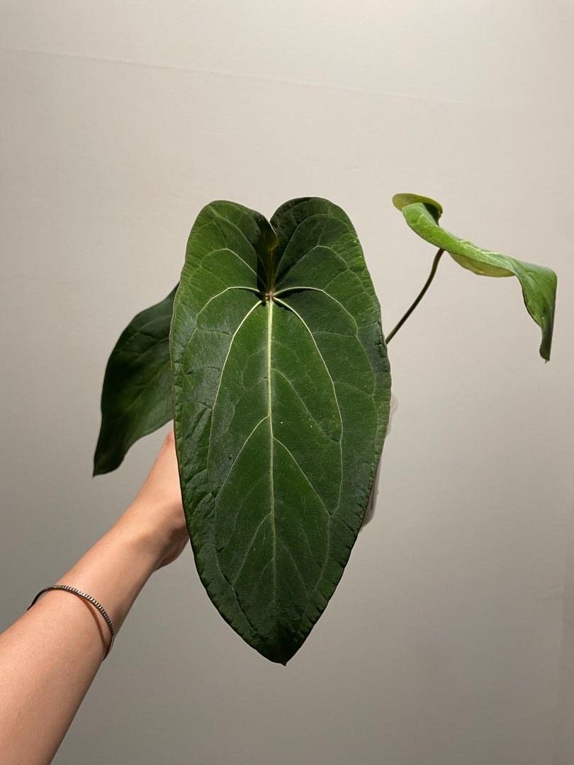 Anthurium Papillilaminum X Forgetii (indonesia Origin