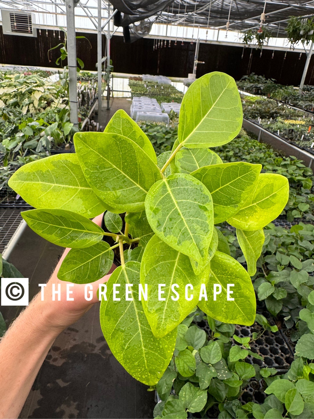Ficus Yellow Gem 4” Pot (ALL PLANTS Require You to Purchase 2 Plants ...