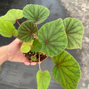 Begonia Sericoneura var. Lindleyana 4 pot ALL PLANTS require you to purchase 2 plants image 3