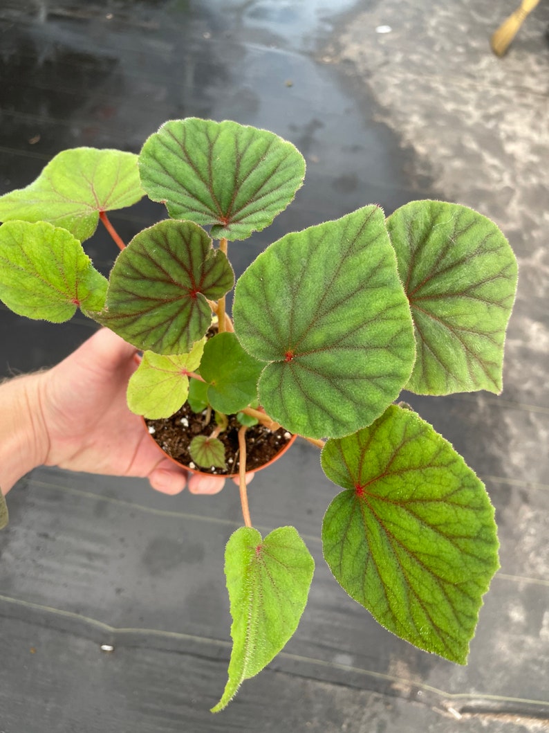 Begonia Sericoneura var. Lindleyana 4 pot ALL PLANTS require you to purchase 2 plants image 3