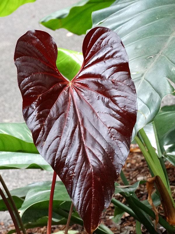 Anthurium Moodeanum - Etsy