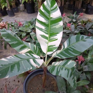 Variegated Florida banana Starter Plant (ALL STARTER PLANTS require you to purchase 2 plants!)