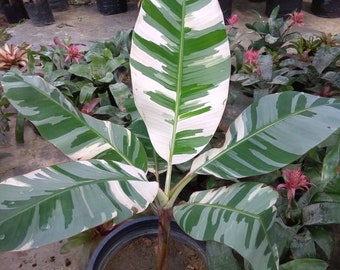 Variegated Florida banana Starter Plant (ALL STARTER PLANTS require you to purchase 2 plants!)