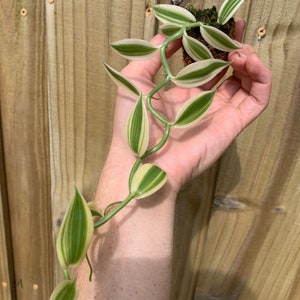 Super variegated vanilla starter plant (ALL STARTER PLANTS require you to purchase 2 plants!)