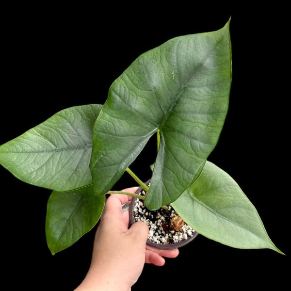 Alocasia Blue dragon Starter Plant (ALL STARTER PLANTS require you to purchase 2 plants!)