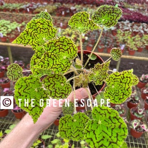 Deco check begonia starter plant (ALL STARTER PLANTS require you to purchase 2 plants!)