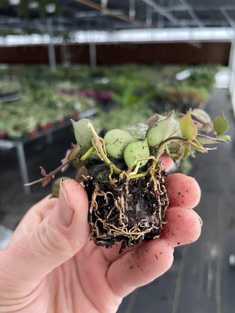 TheGreenEscape Hoya Curtisii Plant