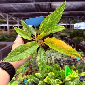 Exact Plant Philodendron Ring of Fire Specific 4” Pot EME3844 | G/H (All PLANTS require you to purchase 2 plants!)