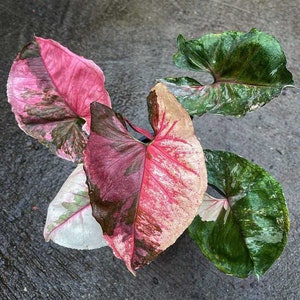 Syngonium Strawberry ice Starter Plant (ALL STARTER PLANTS require you to purchase 2 plants!)