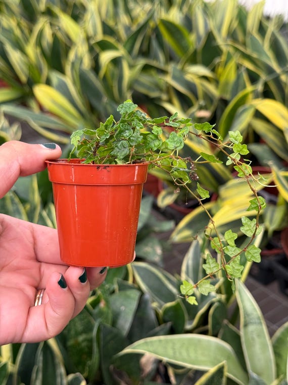String of frogs 2” pot (ALL PLANTS require you to purchase 2 plants!)
