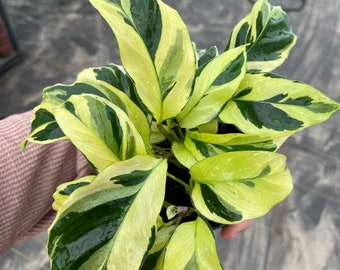 May include: A close-up of a Calathea plant, showcasing its large, patterned leaves. The leaves are a mix of dark green and pale yellow, creating a striking visual. The plant is in a pot and looks well-cared for.