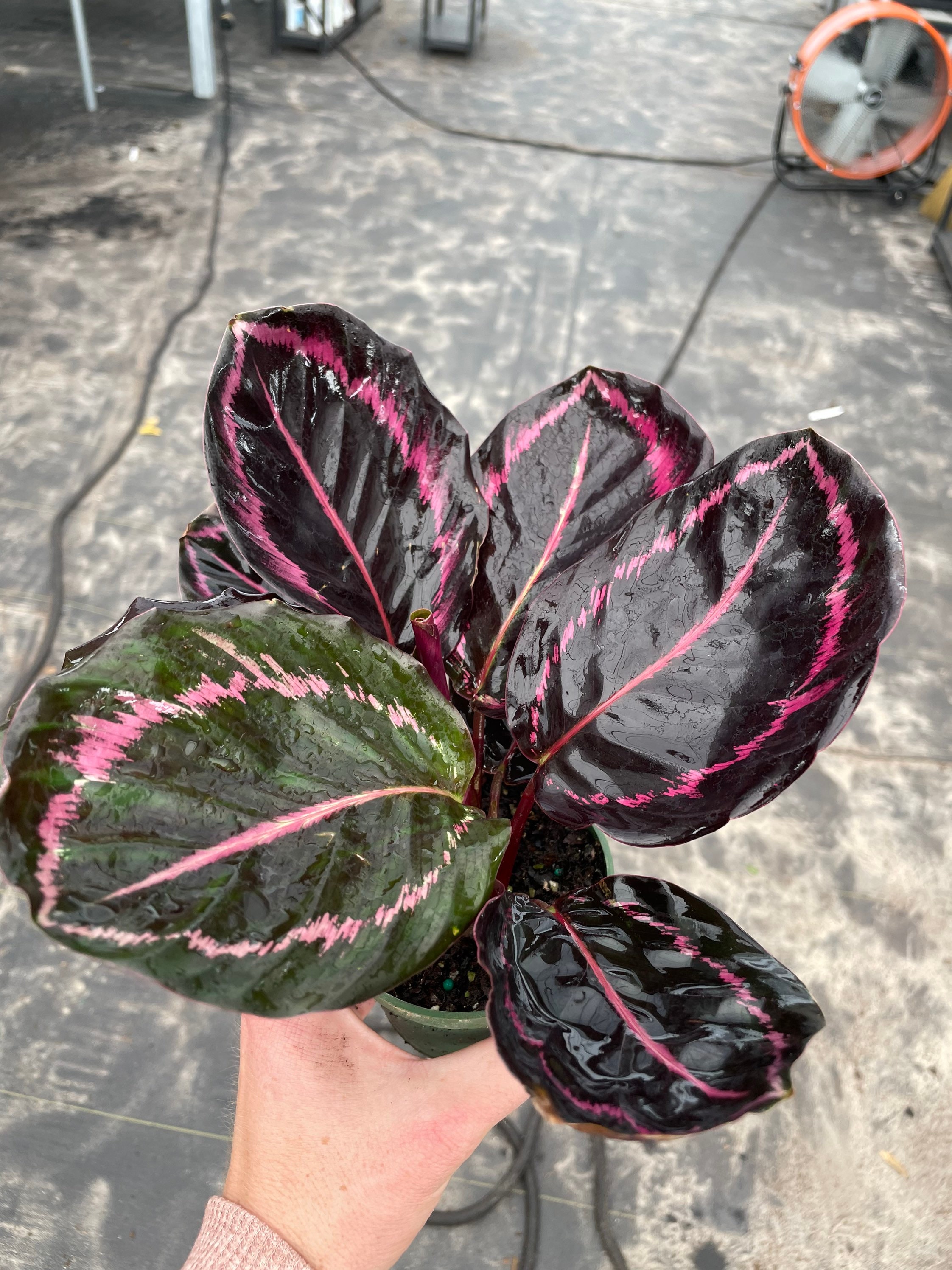 Calathea Princess Jessie 4 Pot (ALL PLANTS Require You to Purchase 2  Plants!) - Etsy