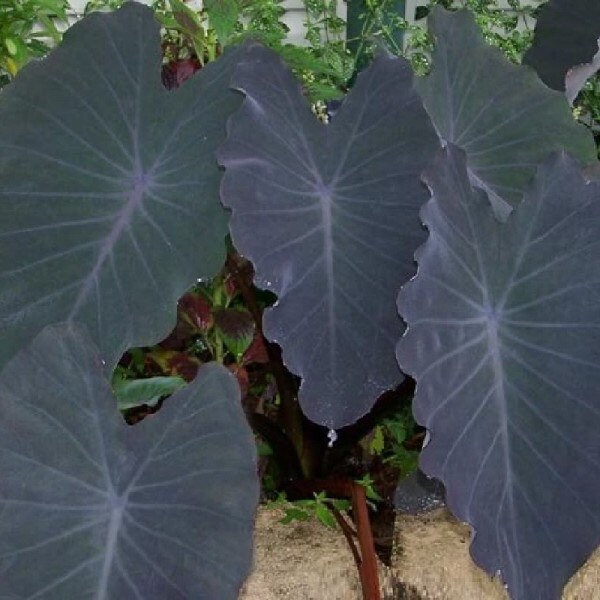 Colocasia Black Ruffles Starter Plant (ALL STARTER PLANTS require you…