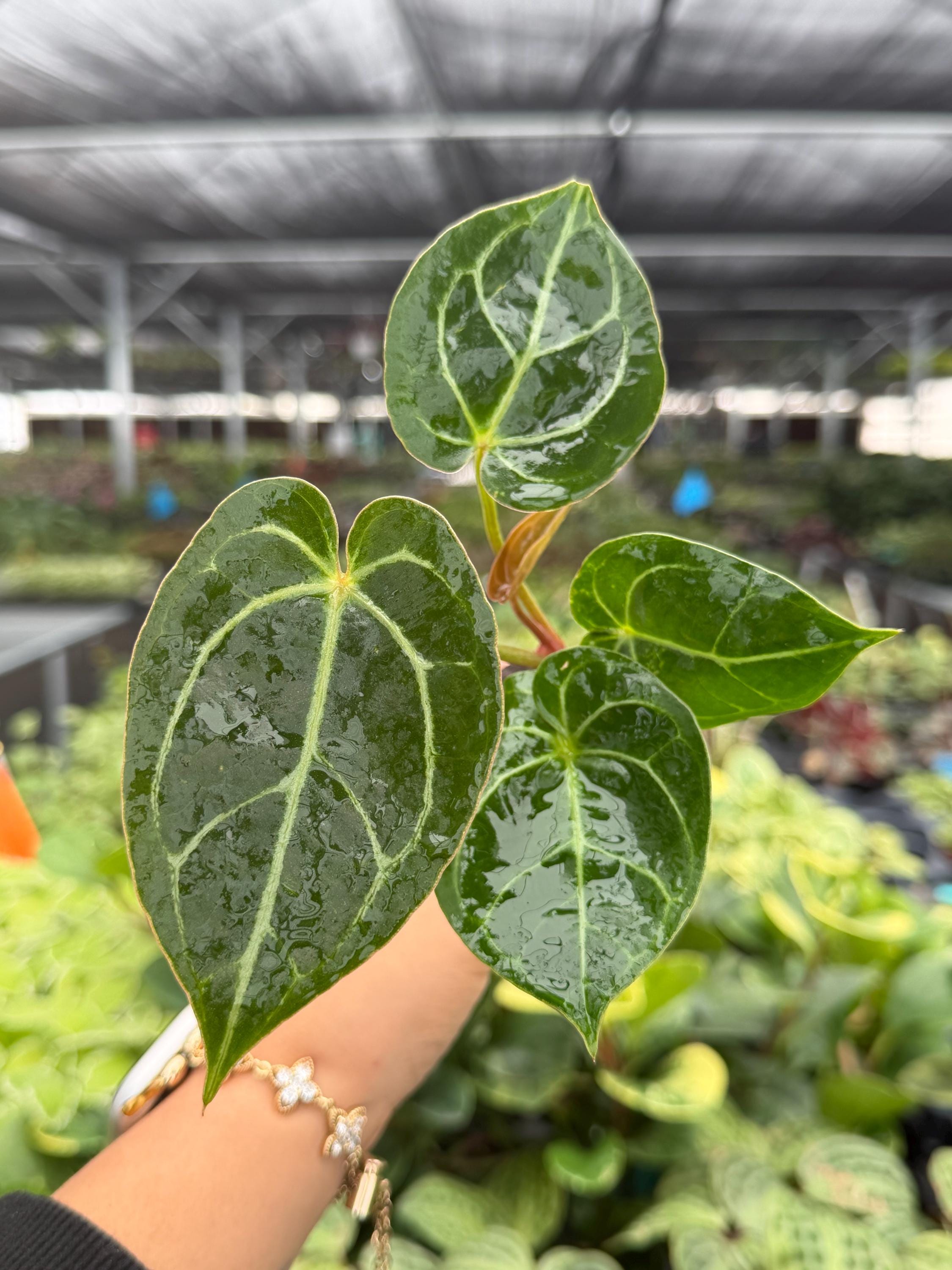 Exact Plant Anthurium Hoffmanii X Crystallinum Starter Specific