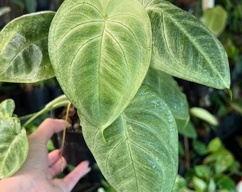 Planta de iniciación Syngonium Chiapense frosted heart (¡TODAS LAS PLANTAS DE INICIO requieren la compra de 2 plantas!)