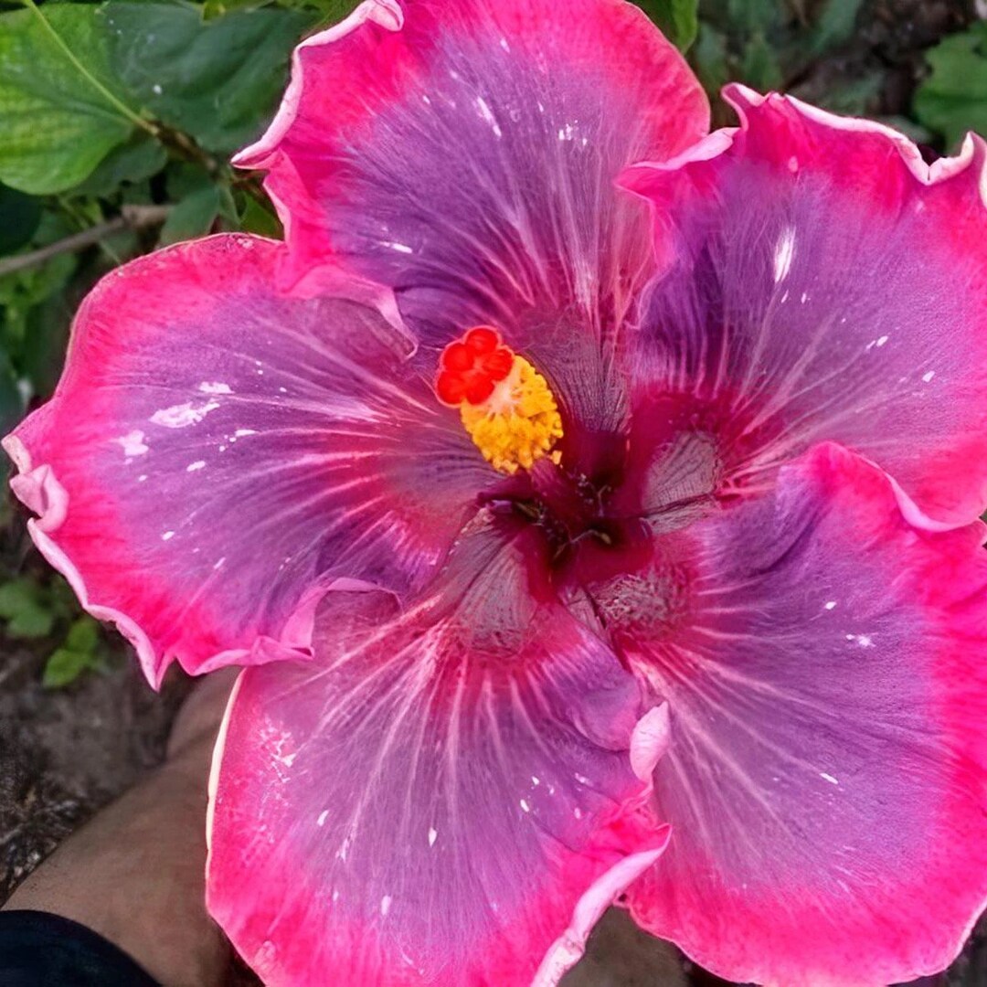 Handsome Ty Hibiscus Starter Plant (ALL STARTER PLANTS Require You to ...