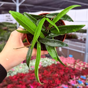 May include: A potted Hoya plant with vibrant green, elongated leaves. The plant is in a brown pot, held by a person. The background features a variety of colorful flowers, suggesting a greenhouse or plant nursery setting.