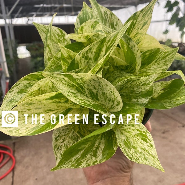 Snow queen pothos 6” pot (ALL PLANTS require you to purchase 2 plants!)